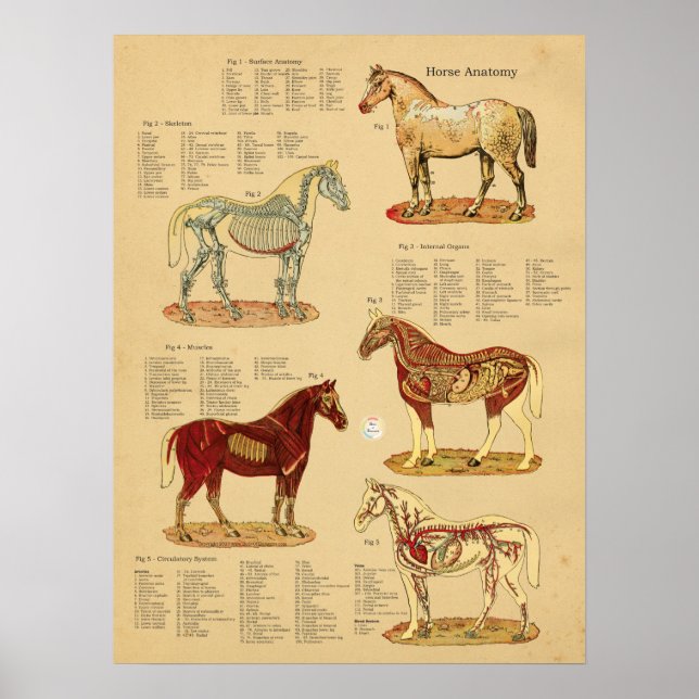Poster Anatomie du cheval Diagramme vétérinaire (Devant)