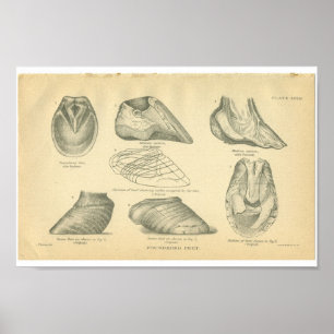 Poster Anatomie du cheval vintage Imprimer Pieds fondus