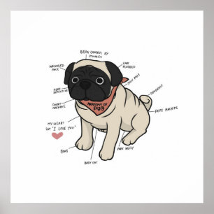 Poster Anatomie Du Chien Carlin Graphique