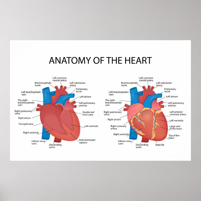 Poster Anatomie du coeur (Devant)