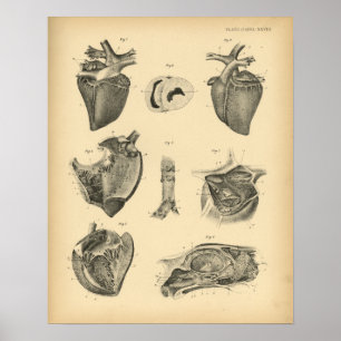 Poster Anatomie du coeur du cheval 1908 Imprimer Vintage