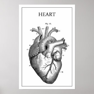POSTER ANATOMIE DU COEUR VINTAGE