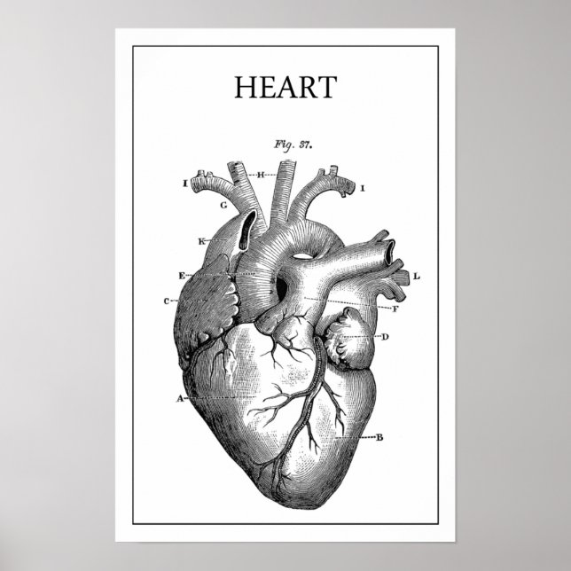 POSTER ANATOMIE DU COEUR VINTAGE (Devant)