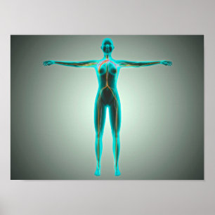 Poster Anatomie Du Corps Féminin Avec Artères Et Veines