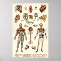Anatomie du corps humain