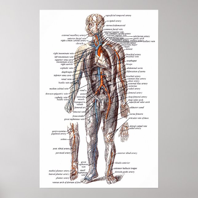 Poster Anatomie du corps humain (Devant)