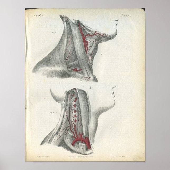 Poster Anatomie du cou des artères vertébrales Imprimer (Devant)