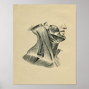 Poster Anatomie du cou humain 1902 Vintage