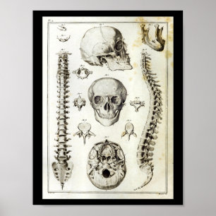 Poster Anatomie du crâne de la colonne vertébrale humaine