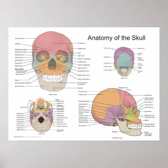 Poster Anatomie du crâne humain 18 X 24 (Devant)