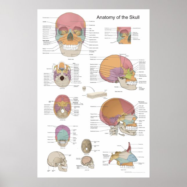 Poster Anatomie du crâne humain 24 X 36 (Devant)