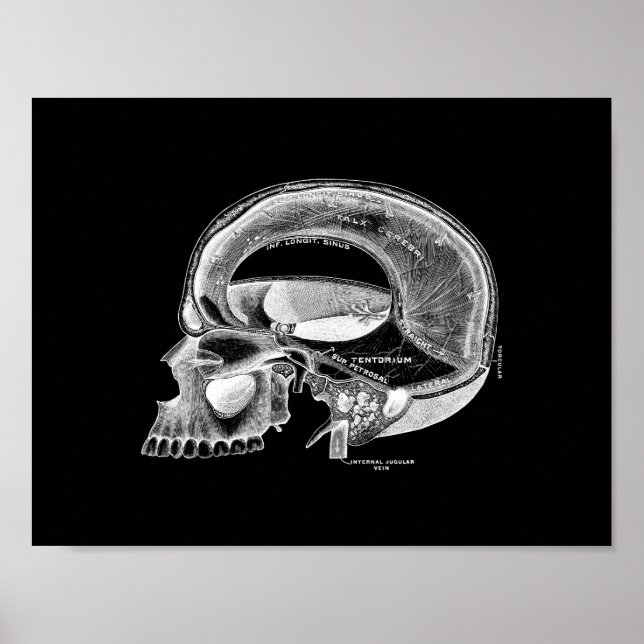 Poster Anatomie du crâne humain en noir et blanc (Devant)