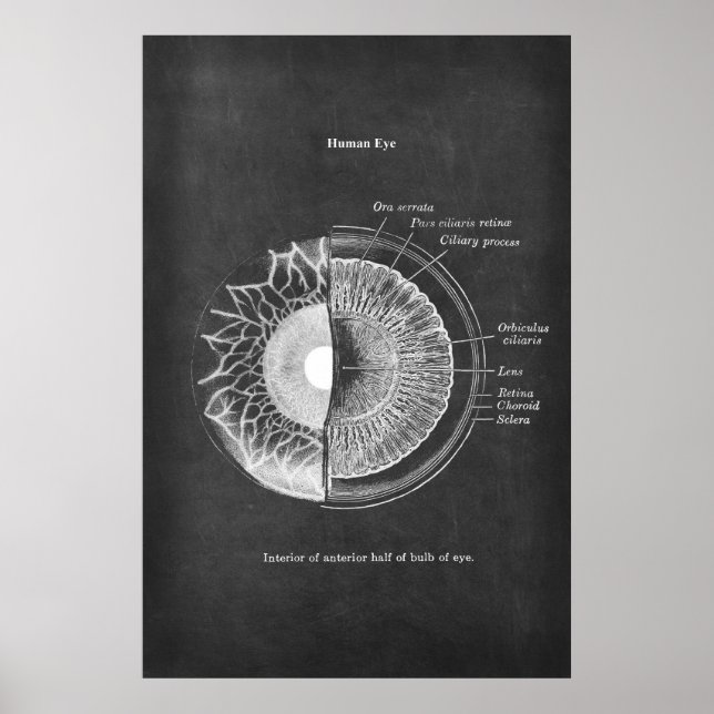 Poster Anatomie du décor optométriste des yeux humains (Devant)