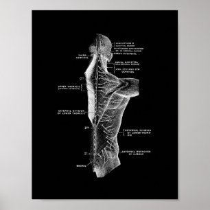 Poster Anatomie du dos humain en noir et blanc