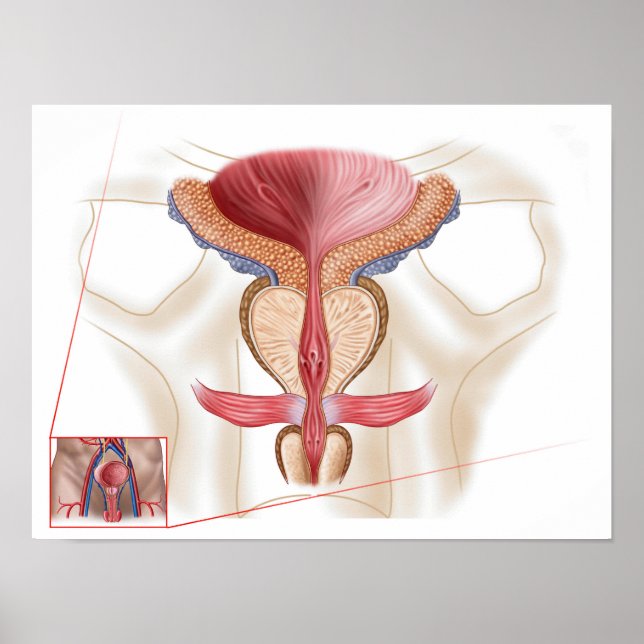 Poster Anatomie Du Glande Prostate (Devant)