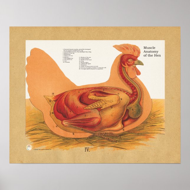 Poster Anatomie du muscle de poulets (Devant)