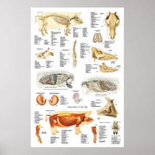 Poster Anatomie du muscle squelettique de porc Organigram