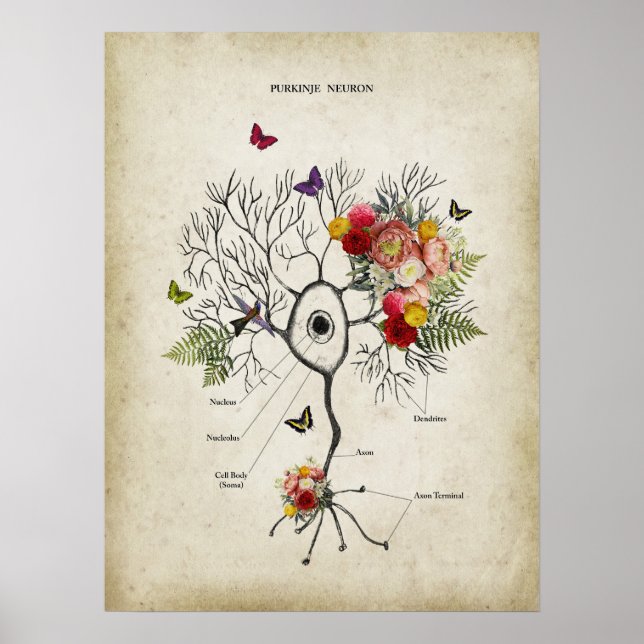 Poster Anatomie du neurone cellulaire Purkinje avec fleur (Devant)