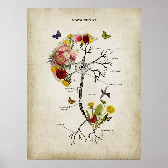Poster Anatomie du neurone moteur avec fleurs (Devant)
