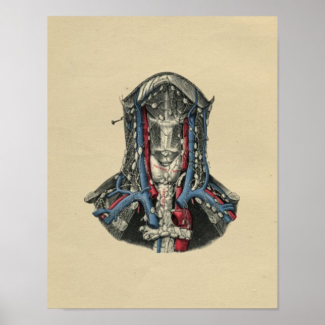 Poster Anatomie du noeud lymphatique humain 1902 Impressi (Devant)