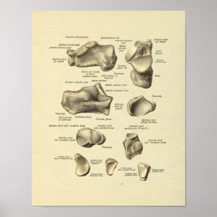 Poster Anatomie du pied Bones Tarsal Imprimer