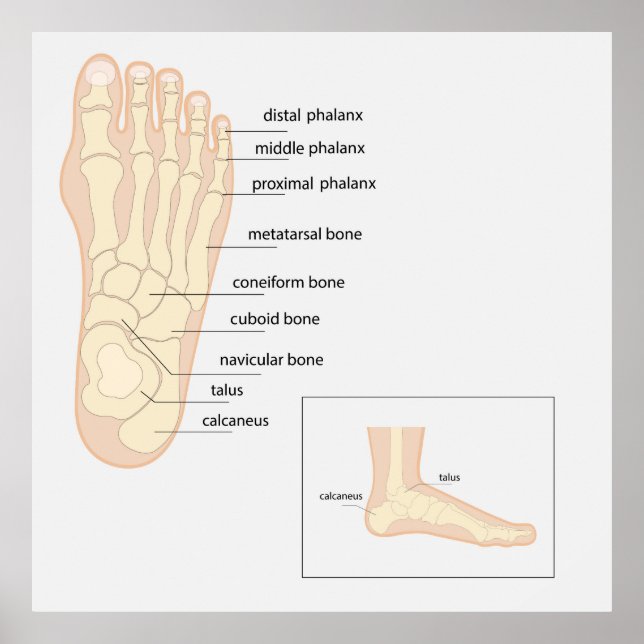 Poster Anatomie du pied humain (Devant)