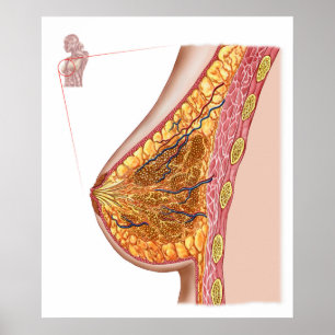 Poster Anatomie du sein femelle