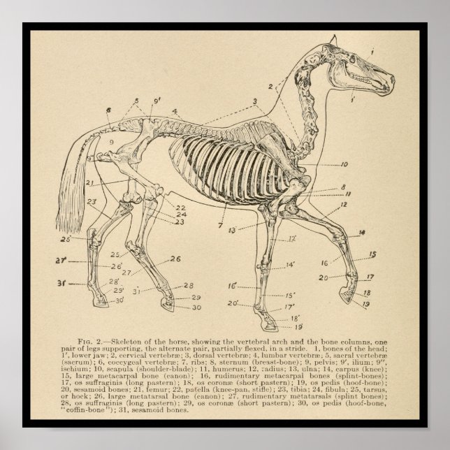 Poster Anatomie du squelette de cheval (Devant)