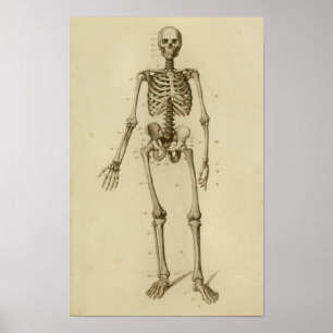 Poster Anatomie du squelette humain Imprimer Antérieur