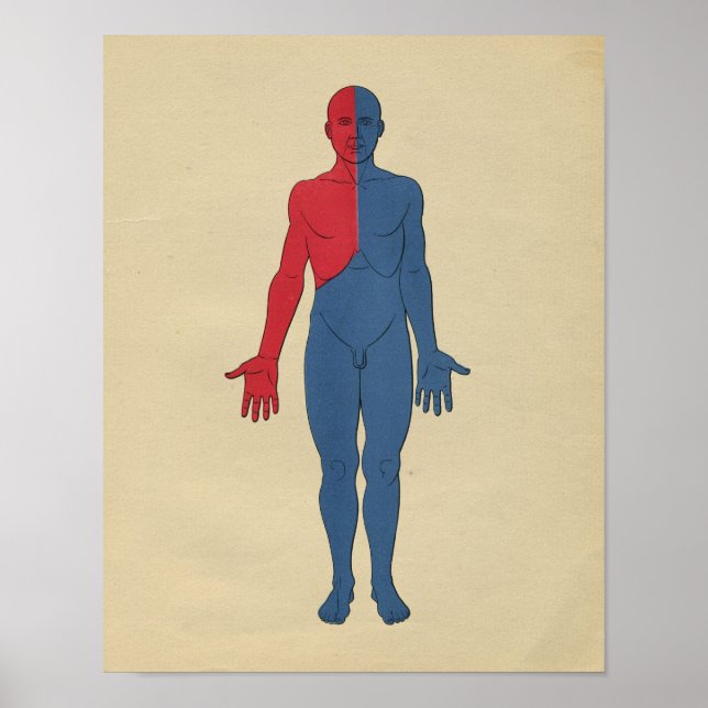 Poster Anatomie du système lymphatique humain 1902 Impres (Devant)