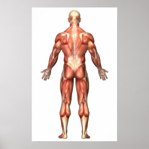 Poster Anatomie Du Système Musculaire Masculin, Vue Arriè