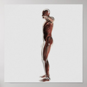 Poster Anatomie Du Système Musculaire Masculin, Vue Côtiè