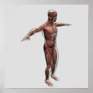 Poster Anatomie du système musculaire masculin, vue de