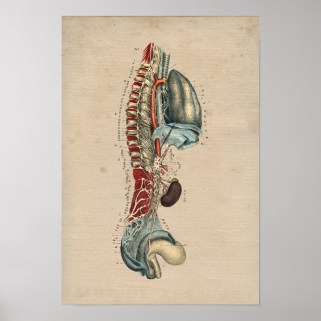 Poster Anatomie du système nerveux humain 1841 Imprimer (Devant)