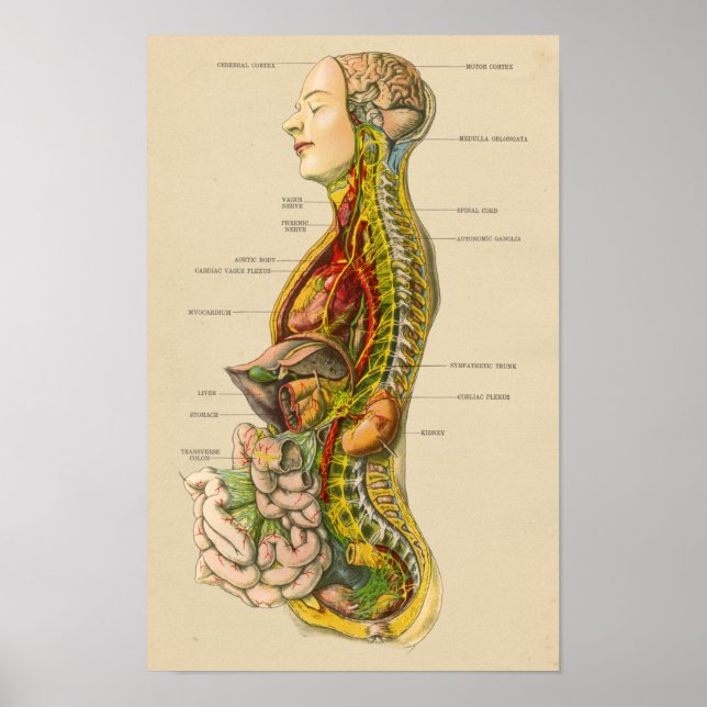Poster Anatomie du système nerveux humain vintage (Devant)