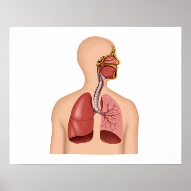 Poster Anatomie Du Système Respiratoire Humain (Devant)