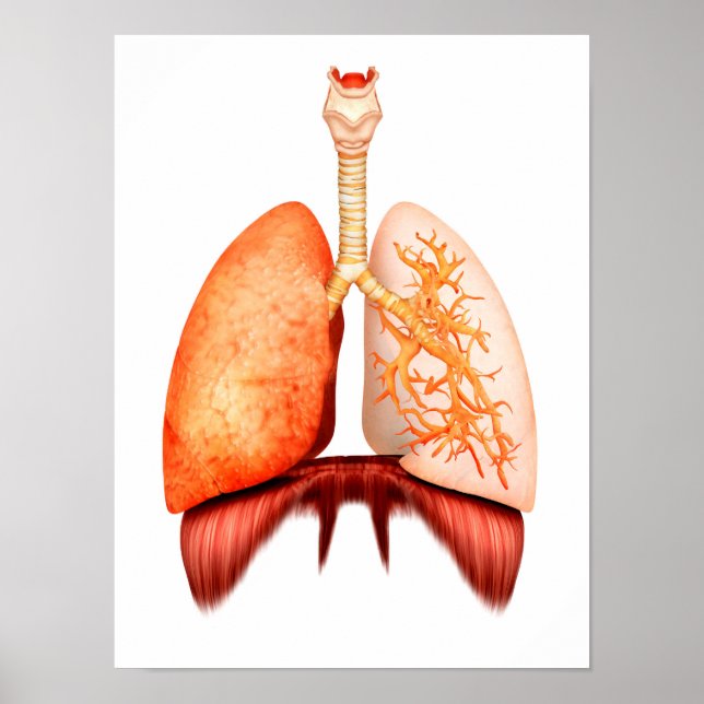 Poster Anatomie Du Système Respiratoire Humain, Vue Avant (Devant)