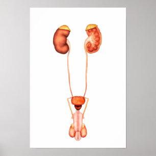 Poster Anatomie Du Système Urinaire Homme Humain, Vue Ava