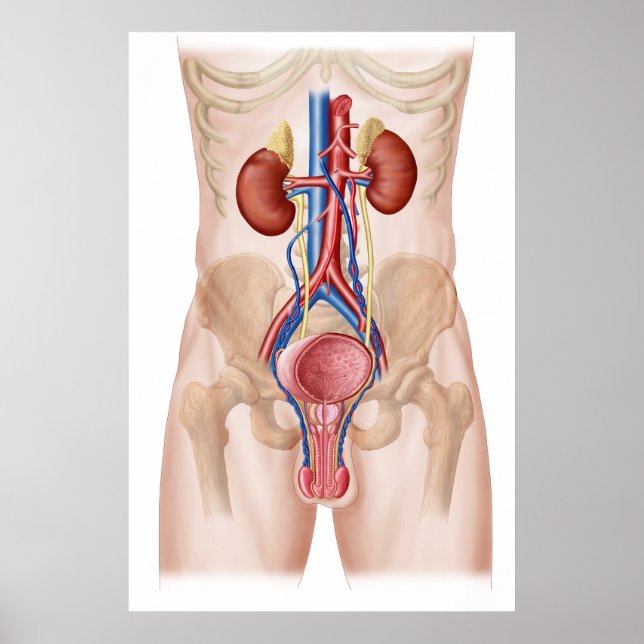 Poster Anatomie Du Système Urinaire Masculin (Devant)