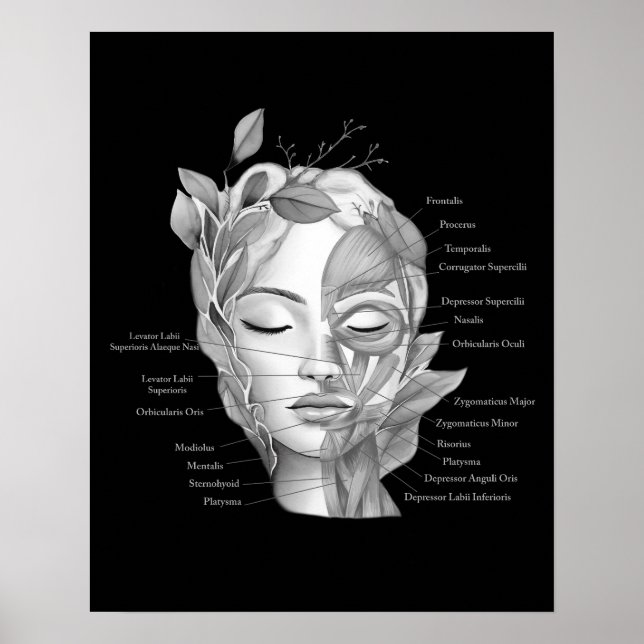 Poster Anatomie du visage Muscles faciaux Med Décor Spa (Devant)