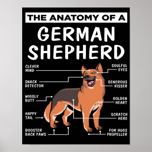 Poster Anatomie D'Un Amoureux des chiens Berger Allemand (Devant)