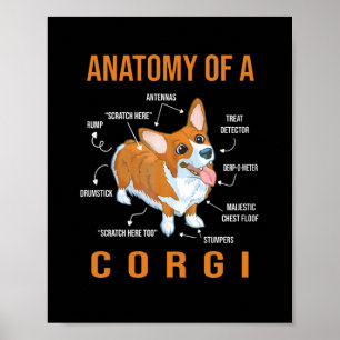 Poster Anatomie d'un chien de Corgi Funny