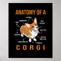 Anatomie d'un chien de Corgi Funny