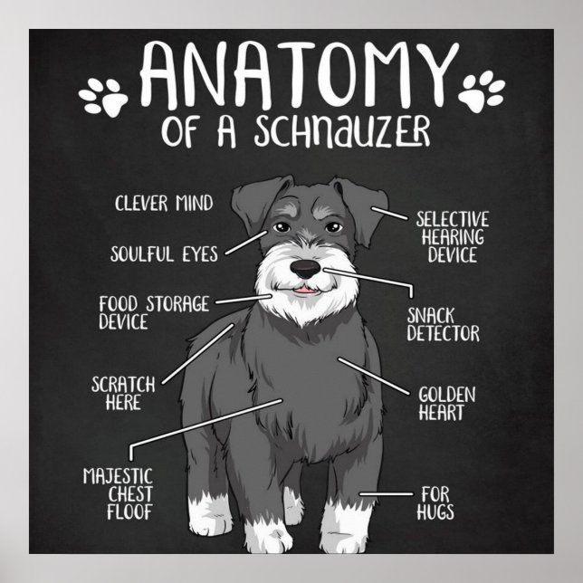 Poster Anatomie D'Un Chien Migneux Schnauzer (Devant)