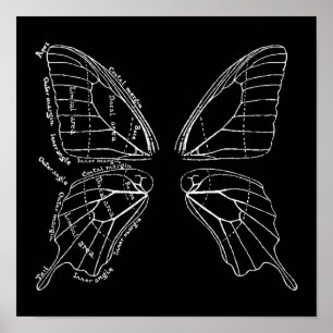 Poster Anatomie d'un diagramme de cru d'aile de papillon