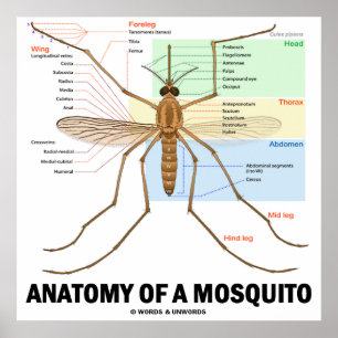 Poster Anatomie D'Un Moustique (Entomologie)