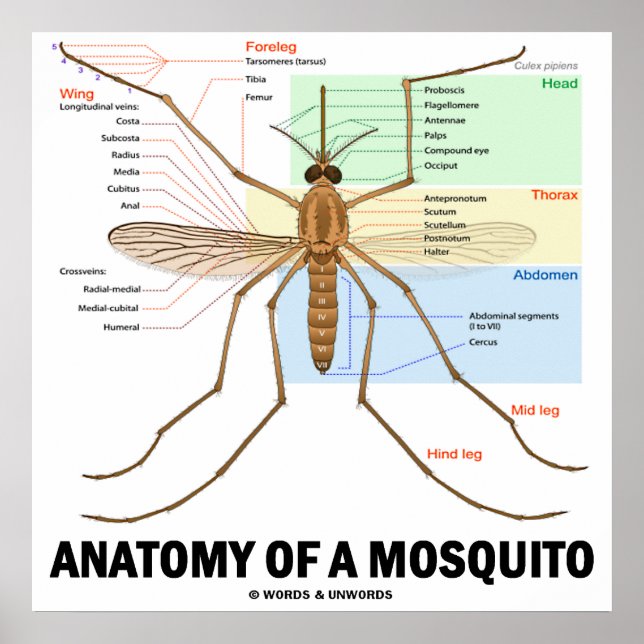 Poster Anatomie D'Un Moustique (Entomologie) (Devant)