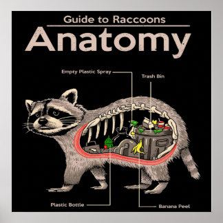 Poster Anatomie d'un raton laveur | Cute Panda Lover