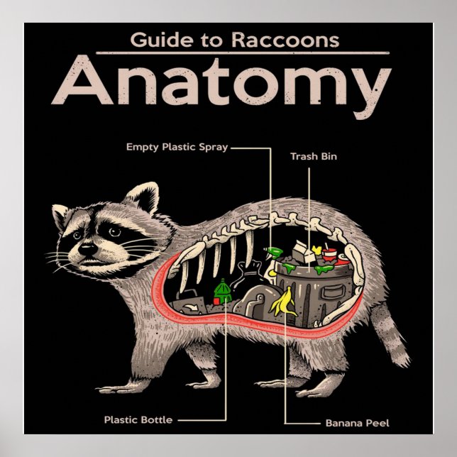 Poster Anatomie d'un raton laveur | Cute Panda Lover (Devant)