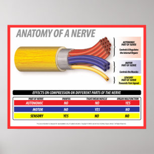 Poster Anatomie d'une nerve 2015
